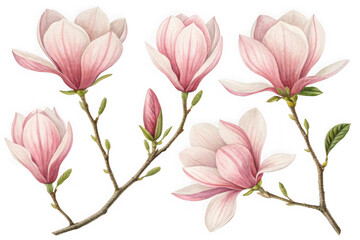 Obraz premium Delicate pink magnolia blossoms on branches botanical art for spring floral decor transparent background