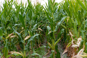 Fototapeta premium corn fields strewn with corn