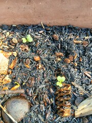 Close-up of a Tiny Pak choi Seedling Sprouting