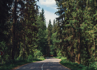 Scenic winding road surrounded by tall trees under bright blue sky in a forested area