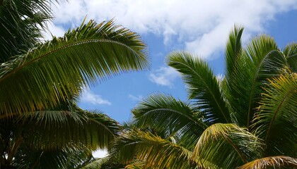 Fototapeta premium Palm fronds against a partly cloudy sky