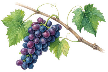 Fototapeta premium Vibrant bunch of dark grapes ripening on a twig with green leaves transparent background