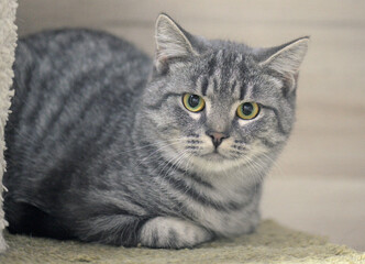 A close-up of a beautiful grey cat with a distinct brindle pattern and expressive yellow-green eyes 