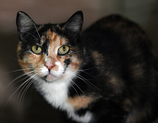 A close-up of a calico cat (tortoiseshell). Its expressive green eyes and pink nose are the center...