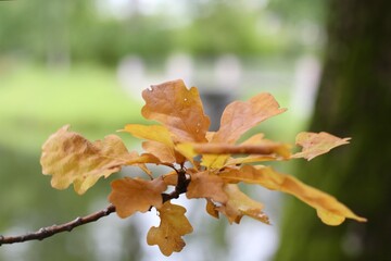 ak yellow fall autumn leaves foliage nature plant photo 