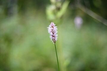 Minimalism wallpaper background simple photo outdoor plant wild grass	
