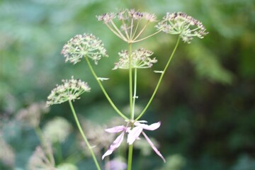 Minimalism wallpaper background simple photo outdoor plant wild grass	
