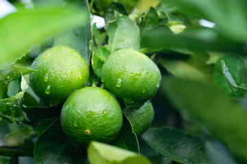 Green lemons is citrus  fruits on a branch with nature background. Green Lemons tree in the garden with daylight. Fresh green lime fruit hanging from branch.