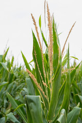 Fototapeta premium corn fields strewn with corn