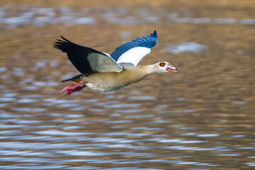 gyptian goose flies over wavy yellow water surface