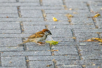 Sparrow caught a green grasshopper on the pavement