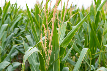 Obraz premium corn fields strewn with corn