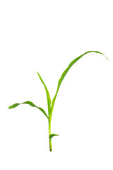 Young green corn plant isolated on transparent background. Fresh maize seedling with bright leaves and stem, symbol of agriculture, farming, growth, bio energy, organic food production. PNG File