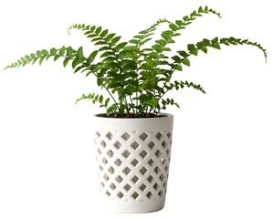 Obraz premium Lush green fern in a decorative white pot, showcasing vibrant foliage against a neutral background