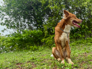 Beautiful pet dog sitting in Indian nature Nova Scotia Duck Tolling Retriever Dog breed 