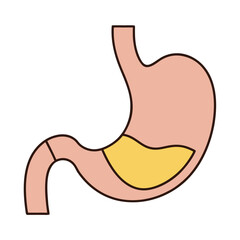 Simple illustration of a human stomach with internal contents organ anatomy