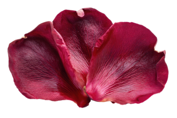 Close-up of three deep crimson rose petals.  Softly overlapping, their textures are detailed, with a slightly ruffled edge.  Isolated against black background