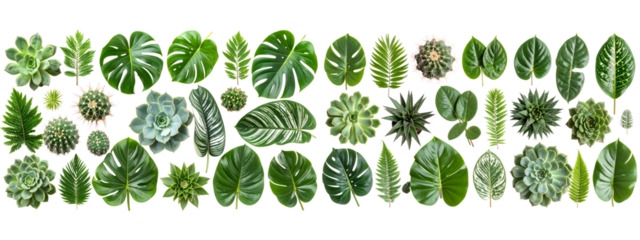 Minimal Botanical Vector Set Leaves, Tropical Plants, and Cactus, Transparent 