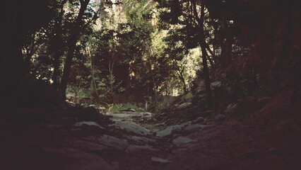 A dirt road winds its way through a rocky forest devoid of people and animals.