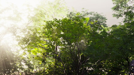 The sun shines through the fog, casting rays of light on the trees in a tropical forest.