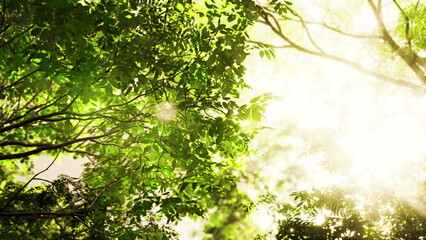 Sun rays illuminate the dense foliage of a tropical forest, creating a mesmerizing sight.