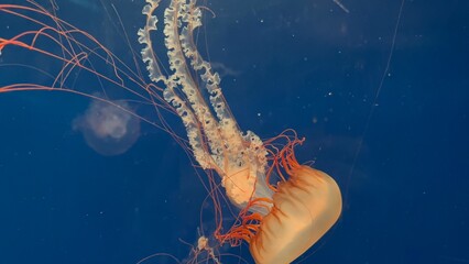 Floating jellyfish showing off their detailed tentacles