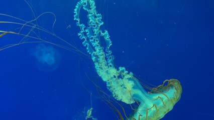 tentacles of a green jellyfish in blue water 