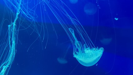 thin tentacles of a turquoise jellyfish