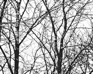 Black and white silhouette of bare tree branches against a bright sky