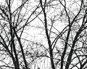 Intricate black tree branches against a bright white sky