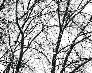 Intricate network of bare tree branches against a bright sky