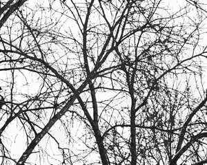 Intricate network of bare tree branches against a white sky