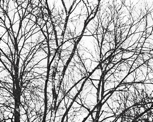 Abstract black and white silhouette of bare tree branches against a light sky