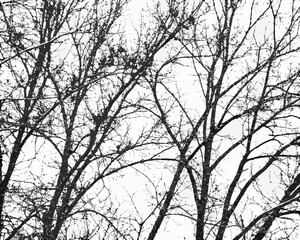 Intricate network of bare tree branches against a bright sky