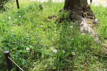 A patch of grass with dandelions (Taraxacum officinale) at different stages, from bright yellow flowers to white seed heads, with green foliage and a tree trunk in the foreground.