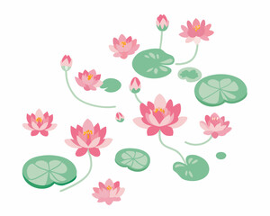 Collection of pink water lilies and lily pads on a white background