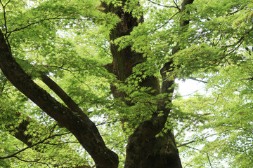 Fototapeta premium Japanese Zelkova tree (Zelkova serrata) with vase-shaped crown, serrated green leaves, and smooth gray bark. Native to Japan, Taiwan, and China, used as a street and shade tree.