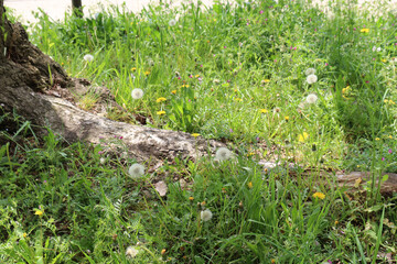 A patch of grass with dandelions (Taraxacum officinale) at different stages, from bright yellow flowers to white seed heads, with green foliage and a tree trunk in the foreground.