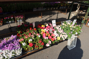 Osaka, Japan – April 14, 2024: Plant shops near Osaka Castle’s Morinomiya entrance display gerberas, petunias, nemesia, and other flowering plants for sale in vibrant colors.