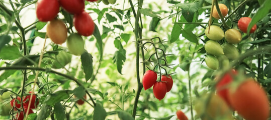 Tomatoes growing on the farm outdoors. bunches of tomatoes. stages of maturity on bushes. Eco-friendly cultivation in a greenhouse. .Red tomatoes on a branch in a greenhouse.