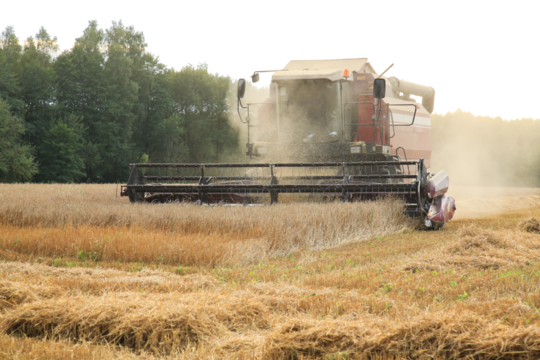 Combine harvester harvest ripe wheat on a farm