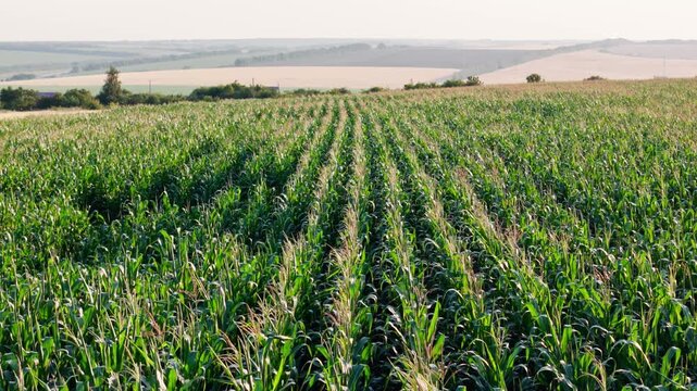 Drone footage of cornfields with cover crops and no-till farming. Soil health and sustainable food production