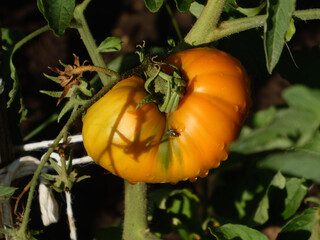 Ripening Yellow Tomato with a Small Fly