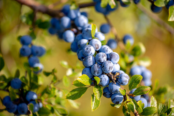 Selective focus of ripe dark blue berry of Blackthorn (Sleedoorn) on the tree with green leaves,...