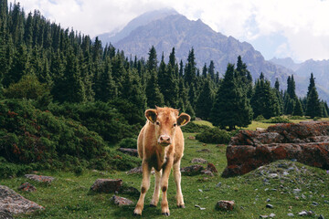 Brown calf in the mountains of Kyrgyzstan. Farm in the mountains