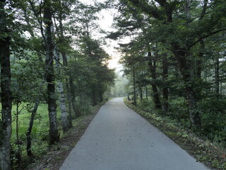 Obraz premium Serene Forest Pathway Surrounded by Lush Green Trees