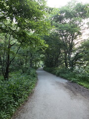 Serene Nature Trail Surrounded by Lush Greenery