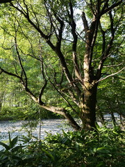 Sunlit Tree Trunks and Lush Greenery by a River