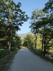 Obraz premium Scenic Pathway Through Lush Green Forest in Bright Daylight