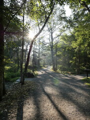 Fototapeta premium Serene Forest Pathway with Sunlight Filtering Through Trees